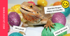 bearded-dragon-happy-and-healthy